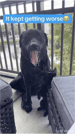 黑色拉布拉多犬