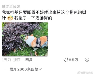 社交媒体帖子截图，内容为用户“难过黑酸奶”分享自家柯基的趣事：每当柯基肠胃不适时，就会跑到户外啃食紫色树叶，主人发现后哭笑不得并搜索相关肠胃治疗方法。配图中，一只棕白相间的柯基戴着格子 harness，正低头专注地啃食一片长满紫色叶子的灌木丛，背景是绿色草地。帖子显示发布于1天前·浙江，获得8.5万点赞和2600条回复，右下角有水印“@野比大雄”。