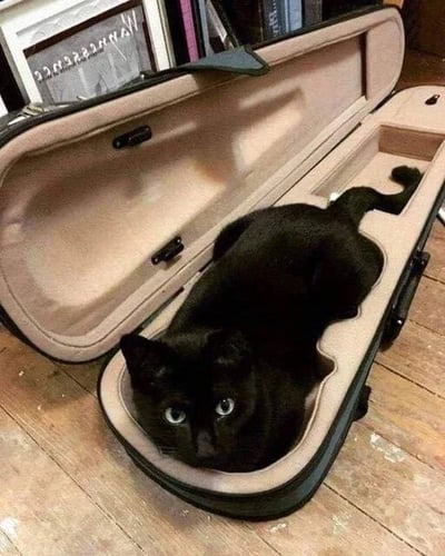 一只全身漆黑的猫舒适地蜷缩在一个打开的小提琴盒中，它的身体完美地契合了琴盒的形状。黑猫有着明亮的绿色眼睛，正直勾勾地盯着镜头，表情看起来既好奇又满足。琴盒内部是浅色的衬里，与黑猫的黑色形成鲜明对比。背景中可以看到木地板和一些模糊的家具，包括墙上挂着的相框。这张照片捕捉到了猫咪喜欢钻进狭小空间的可爱天性，展现了人与宠物生活中的温馨瞬间。