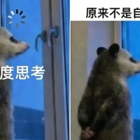 背手负鼠缩略图