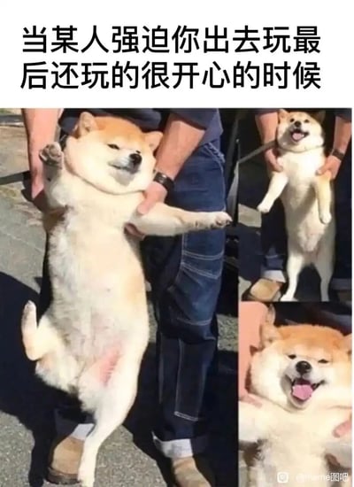 这是一张多图拼接的表情包，顶部配有文字“当某人强迫你出去玩最后还玩的很开心的时候”。主图中一只柴犬被人架着，四肢瘫软，表情生无可恋，精准还原了被强迫出门时抗拒、不情愿的状态；右侧上方的小图里，这只柴犬被人扶着站立，张嘴吐舌，表情兴奋；右侧下方的小图里，柴犬被抱着，咧嘴开心大笑，生动展现了从一开始抗拒出门，到玩嗨后“真香”的转变，非常贴切地还原了很多人被朋友硬拉出门，最后却玩得很开心的真实日常，容易引发网友共鸣。