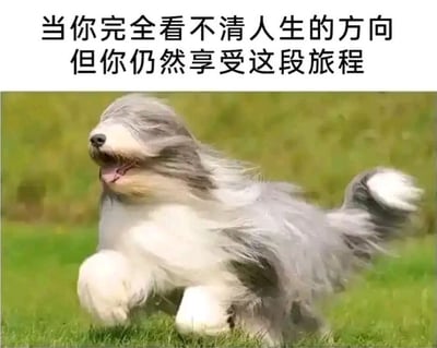 图片上方配有文字'当你完全看不清人生的方向 但你仍然享受这段旅程'，下方是一只毛发蓬松的狗狗在绿色草地上欢快奔跑的画面，狗狗嘴巴张开，表情愉悦，展现出一种即使迷茫也积极享受过程的状态。