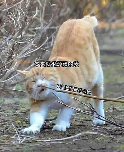 这是一张用于情绪宣泄的文字加注类猫咪表情包，画面主体是一只橘白相间的猫咪，它的脸部被一根树枝卡住，眉头紧皱、脸部扭曲，表情看起来十分烦躁痛苦，身体呈现出挣扎的姿态。图中叠加了两行文字：“本来就很烦躁的我”和“衣服被门把手勾破”，用猫咪被树枝勾住的窘迫、烦躁的状态，生动比喻了人在本来心情就不佳的情况下，又遭遇衣服被勾破这类小糟心事时，那种雪上加霜的崩溃与烦躁感，很容易引发人们在生活中遇到类似不顺心时刻的共鸣。