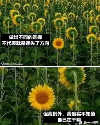 这是一张上下分栏的对比梗图，上半部分展示了一片向日葵花田，大部分向日葵的花盘背向镜头，只有一株向日葵的花盘面向镜头，配文“做出不同的选择不代表就是迷失了方向”，传递出一种“特立独行并非迷茫”的正向态度；下半部分是这株面向镜头的向日葵的特写，配文反转成“但我例外，我确实不知道自己在干嘛”，用强烈的反差感制造自嘲效果，将向日葵的花盘方向比作人生选择，调侃自己不是特立独行，而是真的陷入迷茫，精准戳中当代人偶尔会有的无措与迷茫情绪。