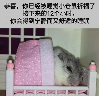 图片上方为文字内容：“恭喜，你已经被睡觉小仓鼠祈福了 接下来的12个小时，你会得到宁静而又舒适的睡眠”。下方是一只小仓鼠蜷缩在白色小床里睡觉的画面，小床配有粉色波点图案的毯子，仓鼠身体大部分被毯子包裹，只露出头部，眼睛半眯，显得十分困倦可爱。整体画面温馨治愈，传递出对良好睡眠的祝福。