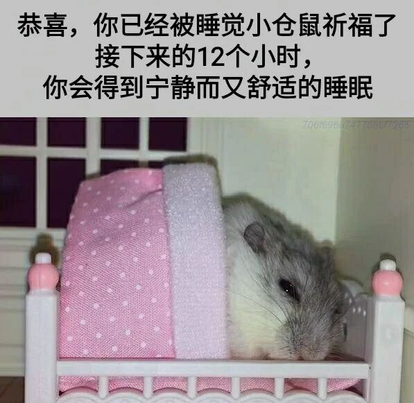 小仓鼠