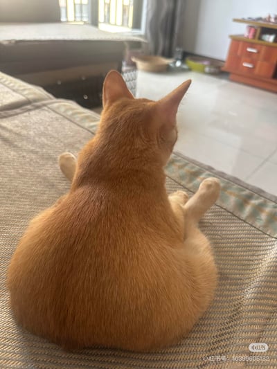 一只橘色猫咪背对着镜头，坐在凉席质感的床品上，两只前爪搭在边缘，扭头看向房间的另一侧，姿态放松慵懒。背景是温馨的居家场景，能看到床铺、木质柜子和猫碗等物品，阳光洒落，整体氛围治愈又闲适。
