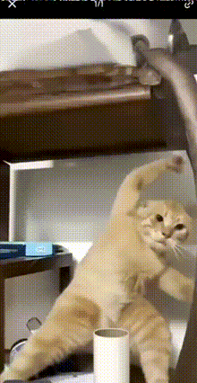 这是一段趣味动态GIF，画面中的橘色猫咪做出类似人类张开双臂、身体后仰的搞怪伸展姿势，猫咪面部表情茫然，搭配这个拟人化的动作，显得滑稽又可爱，充满了搞笑的氛围，适合用作聊天斗图或社交平台分享的趣味素材。