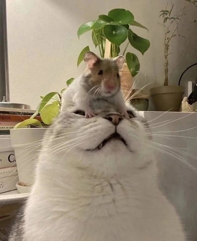图片中一只毛色雪白的猫咪仰头眯眼，露出放松惬意的表情，一只棕白相间的小仓鼠稳稳地蹲坐在猫咪头顶，眼神平静带着一丝好奇。背景可见几盆绿植和堆叠的书籍，整体画面充满治愈感，展现了跨物种间温馨和谐的瞬间。