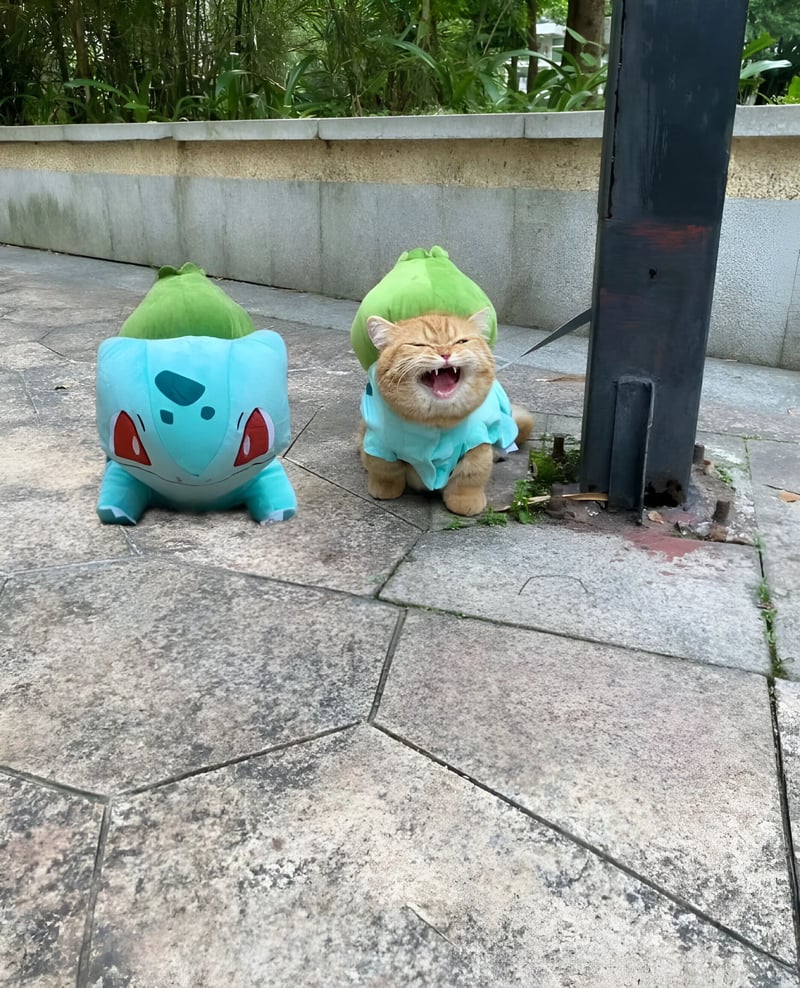 妙蛙种子