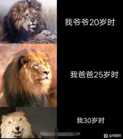 这是一张采用多图拼接、上下对比形式的顶配底文连环图，画面左侧从上到下依次排列三张狮子的静态照片，右侧对应位置配上说明文字。第一张是毛发浓密厚重、神态威严沉稳的壮年雄狮，它趴卧在地面，前爪搭在身前，眼神锐利，配文为“我爷爷20岁时”；第二张是毛发鲜亮蓬松、神态昂扬的雄狮，它呈端坐姿态，侧脸望向前方，看起来精神饱满，配文为“我爸爸25岁时”；第三张是毛发稀疏发白、神态萎靡疲惫的狮子，它正面朝向镜头，眼神涣散，姿态显得无力，配文为“我30岁时”。图片通过拟人化的手法，将三代人在对应年纪的精神状态用不同状态的狮子来呈现，以祖辈、父辈同年龄段的昂扬状态，与自己30岁时的疲惫状态形成强烈反差，幽默地调侃了当代年轻人在生活与工作压力下，年纪轻轻就尽显沧桑疲惫的生存现状，是一种带有自嘲性质的网络梗图。