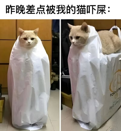 两张并排的猫咪照片，上方配有文字'昨晚差点被我的猫吓屎：'。左侧照片中，一只浅色猫咪整个身体被白色塑料袋包裹，只露出头部，直立站在地上，表情严肃地看着前方。右侧照片从另一个角度拍摄，能看到猫咪更多的身体部分和装着它的白色购物袋，猫咪依然保持着严肃的表情。整体画面因为猫咪被塑料袋包裹的奇特造型而显得滑稽又有点吓人，营造出幽默效果。