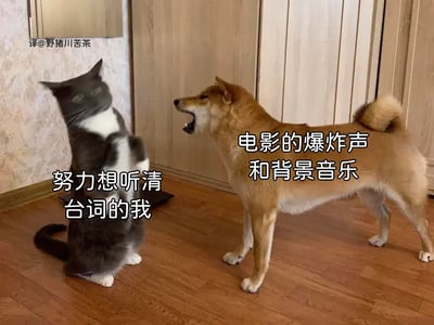 图片内容是一只猫和一只狗在家中对峙，狗张着嘴像在大声吼叫，猫则身体后仰、神情紧张，画面搭配了两段文字梗表达：猫代表“努力想听清台词的我”，狗代表“电影的爆炸声和背景音乐”，形象地展现观众在观影时常被背景音影响而听不清台词的无奈和搞笑场景。这类图通常运用猫狗拟人化来制造幽默感。无暗示、谐音梗。