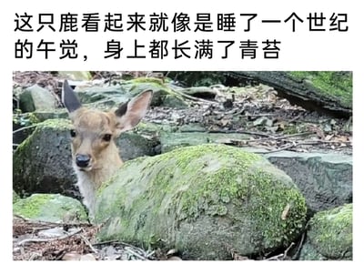 这是一张利用视觉错位效果制造趣味的实拍照片，画面呈现了自然环境中的场景：一只小鹿从布满青苔的岩石缝隙间探出头，岩石上的青苔在视觉上恰好和小鹿的身体位置重合，仿佛是小鹿身上长出的青苔。图片上方配有调侃性文字“这只鹿看起来就像是睡了一个世纪的午觉，身上都长满了青苔”，巧妙地利用这个视觉错觉，营造出小鹿沉睡了极久、身上滋生出青苔的诙谐效果，整体氛围轻松搞笑，充满了自然场景下的巧合趣味。