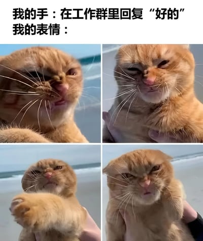 图片上方配有文字“我的手：在工作群里回复‘好的’ 我的表情：”，下方是四张橘猫的特写照片。四张照片中的橘猫均做出类似人类的嫌弃表情：眯着眼睛、皱起鼻子、嘴角下撇，有的还露出半张脸或抬起爪子，生动展现了打工人在工作群礼貌回复“好的”时，内心可能隐藏的不情愿与敷衍情绪。整体通过猫咪表情与文字的反差制造幽默效果，非常贴合职场人的真实心理状态。