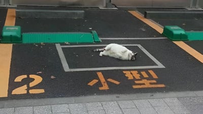 一只灰白相间的猫咪正四仰八叉地躺在标有“小型”和数字“2”的橙色文字停车位上，肚皮朝天，爪子自然伸展，姿态十分放松惬意。停车位位于黑色沥青地面，周围有黄色分隔线和绿色挡车器，整体场景展现了猫咪“霸占”车位的可爱搞笑画面，无明显双关或暗示含义。