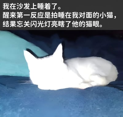 图片上方有一段文字描述：'我在沙发上睡着了。醒来第一反应是拍睡在我对面的小猫，结果忘关闪光灯亮瞎了他的猫眼。' 下方是一张照片，显示一只白猫蜷缩在蓝色沙发上睡觉，但被强烈的闪光灯照亮，整个猫的头部和身体都呈现出过度曝光的白色效果，像是被闪光灯'亮瞎'了一样，形成了有趣的视觉效果。