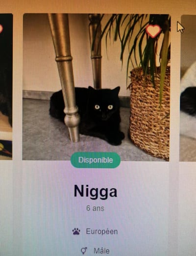 一张社交媒体截图，显示一只黑猫躲在金属桌腿后面，眼睛瞪得很大，显得有些警惕。图片下方有领养信息，显示猫的名字被标注为带有种族歧视含义的词汇"Nigga"，并标注了年龄6岁、欧洲品种、雄性以及可领养状态。