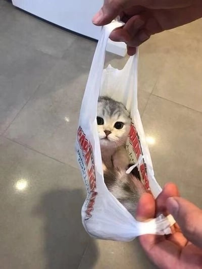 图片中一只灰白相间的小猫咪被装在白色塑料袋里，由两只手提着袋柄。猫咪的头部和部分身体从袋口探出，睁着又大又圆的眼睛，表情看起来既好奇又无辜，十分可爱。背景是浅色的瓷砖地面，整体场景温馨治愈，没有双关或谐音梗。