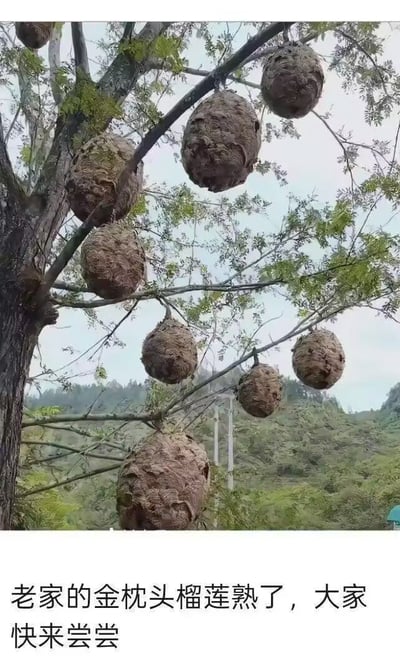 该图为图文混排的搞笑整活内容，上半部分是户外实拍场景：一棵树木的枝桠上挂着多个外形呈椭圆状、表皮粗糙呈棕褐色的马蜂窝，背景是覆盖绿植的山林和浅色天空；下半部分配有文字“老家的金枕头榴莲熟了，大家快来尝尝”，故意将有极强攻击性、危险性的马蜂窝错描述成可食用的金枕头榴莲，用来整蛊调侃看到内容的人。