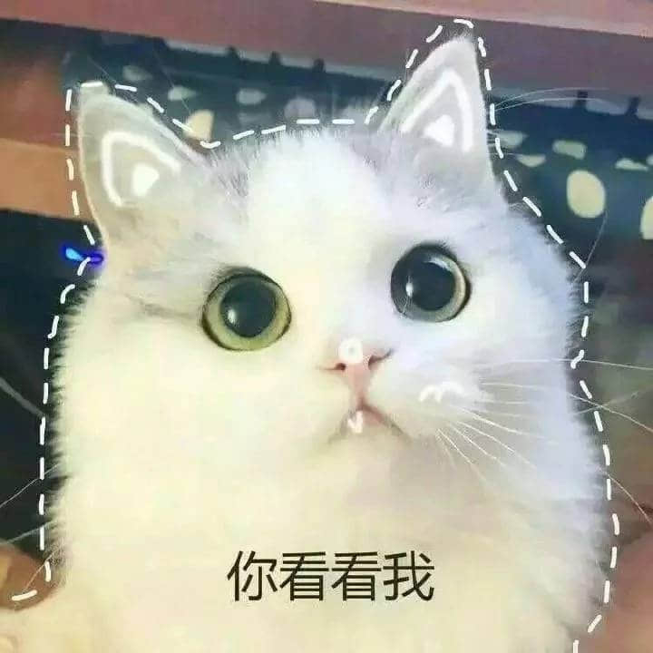 超萌白猫瞪大眼睛求关注：你看看我