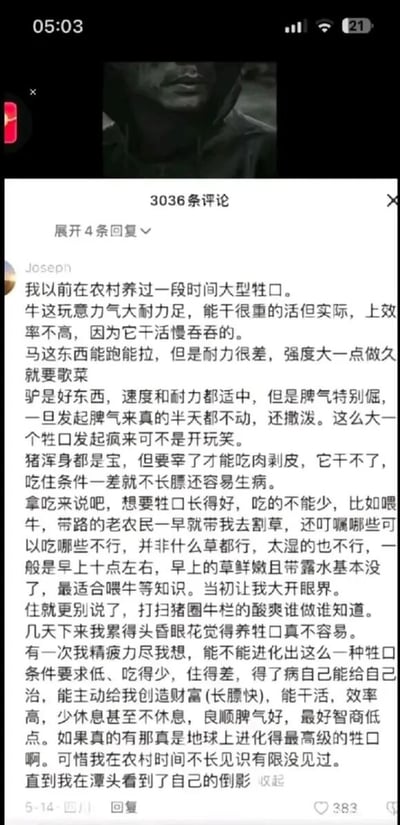 这是一张竖屏手机格式的社交媒体评论截图，发布者为来自四川的用户Joseph，发布时间为5月14日，评论获得383个赞。评论内容以作者在农村养殖牛、马、驴、猪等大型牲口的亲身经历切入，详细描述了不同牲口的优缺点以及养殖过程中的辛苦，包括喂食、打扫圈栏等繁琐工作让作者疲惫不堪。随后作者笔锋一转，幻想出一种“要求极低、能自我治愈、干活高效、温顺听话、主动创造财富”的完美牲口，最后以“直到我在潭头看到了自己的倒影”收尾，用自嘲的方式将自己比作这种被过度要求的“完美牲口”，暗喻当下职场中打工人被压榨、被过度要求的处境，用幽默讽刺的手法引发同类群体的共鸣。