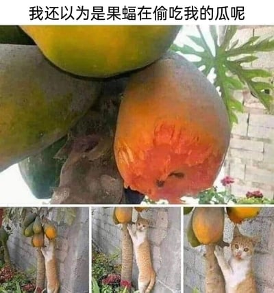 这是一组趣味拼接图片，上方主图展示了一颗被啃出凹陷的成熟木瓜，凹陷处的纹理和形状恰好形成类似果蝠脸部的视觉错觉，搭配文字“我还以为是果蝠在偷吃我的瓜呢”营造悬念；下方的三张分图揭晓了真相：一只橘白相间的猫咪扒在木瓜树干上，正啃食悬挂的木瓜，猫咪的位置和啃食的动作对应了上方被破坏的木瓜，通过视觉错位制造出反差感十足的搞笑效果，展现了宠物调皮的日常。