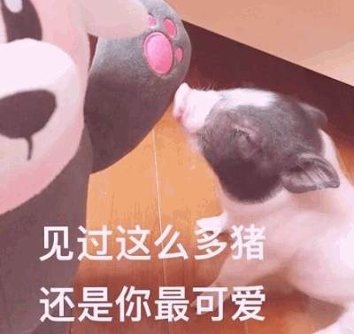 见过这么多猪还是你最可爱的小猪