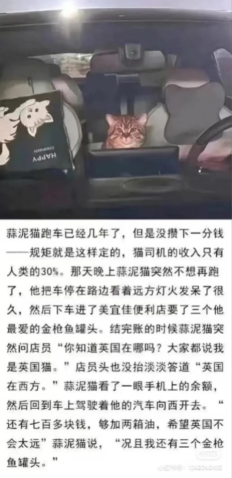 本小猫文学作品