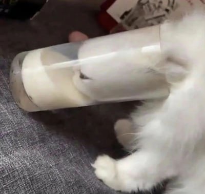 一只白猫正用爪子拨弄一个透明塑料容器，容器内装有白色物质。猫咪专注玩耍的样子展现了宠物日常的可爱瞬间。