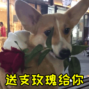 柯基叼玫瑰送你，萌化了！