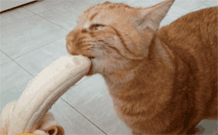 这是一段搞笑的动态GIF，画面中的橘色猫咪嘴部与一个浅色长条形物体的一端恰好重合，形成了猫咪正在啃咬香蕉的视觉错位效果，实际猫咪并没有真的进食香蕉，这种巧合的视觉错觉让整个场景显得十分滑稽有趣，适合作为搞笑素材分享。