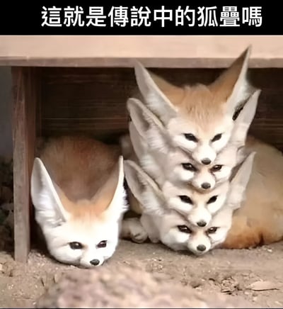 图片展示了一组被编辑过的耳廓狐照片，这些狐狸被处理成堆叠在一起的效果，从下往上看有多个狐狸头层叠出现，营造出一种荒诞有趣的视觉效果。图片上方配有文字“這就是傳說中的狐疊嗎”，用谐音梗将“狐叠”与“蝴蝶”联系起来，创造出幽默效果。