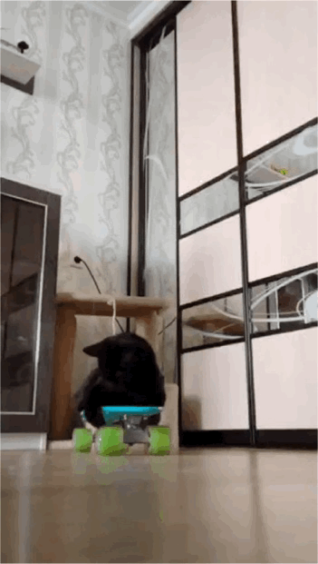 这是一段室内拍摄的动态GIF，一只黑色猫咪蹲在带有绿色轮子的滑板上，在房间的地板上向前滑行，背景是带有花纹的墙壁、木质小桌和玻璃门衣柜。画面充满治愈感与趣味性，展现了猫咪的灵动可爱，图中没有双关、谐音梗或暗示内容。