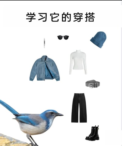 这是一张以蓝白灰配色的西丛鸦为灵感的穿搭参考图，顶部文字“学习它的穿搭”点明创作主题。图中展示了一套适合秋冬的酷感日常穿搭：内搭为修身白色高领长袖上衣，外搭复古质感的蓝色麂皮夹克，下装选用黑色阔腿牛仔裤，搭配灰色皮质腰带与黑色厚底马丁靴；配饰搭配了同鸟羽配色的蓝色针织冷帽、黑色复古墨镜，以及白色唇釉，整套穿搭的色彩完全对应西丛鸦的蓝、白、灰羽毛配色，将自然生物的色彩美学转化为实用的日常穿搭，风格简约利落又兼具个性，适配多种日常出行场景。