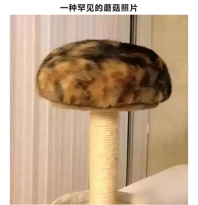 图片展示了一只橘白相间的猫咪蜷缩在圆柱形猫抓板顶端，其圆润的身形和毛发纹理酷似蘑菇的菌盖，配合上方文字“一种罕见的蘑菇照片”形成幽默的视觉梗。猫咪全身放松地团成一团，背景是浅色窗帘和门框，整体画面温馨又充满趣味性，通过将宠物形态与自然物体联想制造笑点。