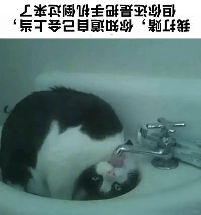 这是一张图文混排的趣味梗图，顶部是倒放的中文引导文字，下方主体是实拍的黑白奶牛猫待在洗手池里仰头接水龙头的水喝的画面，猫咪仰躺的姿势配合倒放的文字，会引导看到图片的用户下意识翻转手机查看文字内容，刚好契合文字所说的“知道自己会上当还是把手机倒过来”的整活套路，趣味性十足。