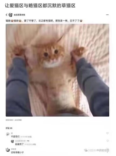 社交媒体截图，上方有标题“让爱猫区与略猫区都沉默的草猫区”，中间是用户“坐忘即是欢禅”的评论“猫娘~猫娘~，算了不看了，反正都有猫吧，那就是一样，忍不了了😅”，下方是一张橘猫被人用双手托起腹部的照片，猫表情惊讶。图片底部显示有1036次浏览和25条评论，右下角有水印“微博@弥德道理”。