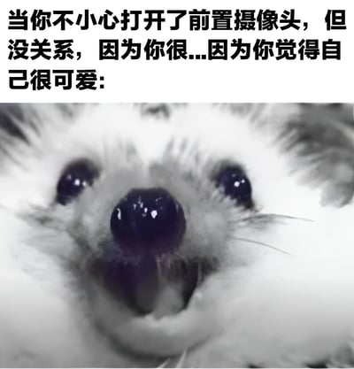 图片上方配有文字：'当你不小心打开了前置摄像头，但没关系，因为你很...因为你觉得自己很可爱:'，下方是一张小动物的特写照片。小动物毛发蓬松，有着大大的、亮晶晶的眼睛，嘴巴微张，直视镜头，表情显得非常可爱和自信。整体通过文字与动物可爱表情的结合，幽默地表达了即使意外开启前置摄像头，也因自信自己可爱而不尴尬的轻松心态。
