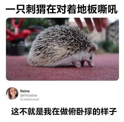 图片上方配有文字“一只刺猬在对着地板嘶吼”，中间是一只真实刺猬的照片：它身体蜷缩压低，背部尖刺竖起，正贴近红色地面，一只手的手指从上方轻轻触碰它。图片下方文字“这不就是我在做俯卧撑的样子”形成幽默类比，将刺猬贴近地面的姿势调侃为人类做俯卧撑时的挣扎状态，引发健身人群的共鸣。