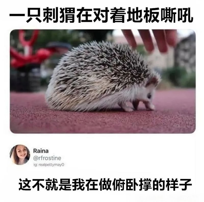 刺猬