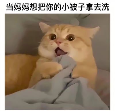 图片上方配有文字“当妈妈想把你的小被子拿去洗”，下方是一只橘猫紧紧抓着灰色被子的画面。猫咪眼睛瞪得很大，嘴巴微张，表情看起来十分惊恐和慌张，仿佛在极力阻止被子被拿走，生动形象地演绎了人们不愿让心爱物品被清洗时的抗拒反应，充满生活气息和幽默感。