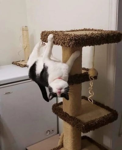 一只黑白相间的奶牛猫正以极其妖娆的姿势倒挂在棕色的猫爬架顶端，前爪紧紧抓住平台边缘，身体悬空，头部朝下好奇地打量着下方。猫爬架旁边还有一个立式猫抓板，背景中能看到白色的洗衣机和墙壁，整体场景发生在普通家庭的室内环境中。猫咪的表情看起来既专注又带着一丝调皮，这个反重力般的姿势让人忍俊不禁，完美展现了猫咪灵活好动的天性。