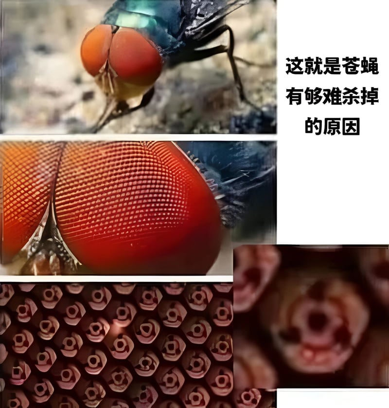 苍蝇