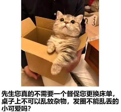 图片中一人手持开口纸箱，箱内躺着一只灰虎斑猫。猫咪仰头睁着圆溜溜的大眼睛，表情呆萌可爱，一只前爪自然垂下。图片下方配有文字：“先生您真的不需要一个督促您更换床单，桌子上不可以乱放杂物，发圈不能乱丢的小可爱吗？”。整体通过萌宠形象结合幽默文字，以俏皮的方式调侃需要人督促整理生活的场景，营造轻松搞笑的氛围。