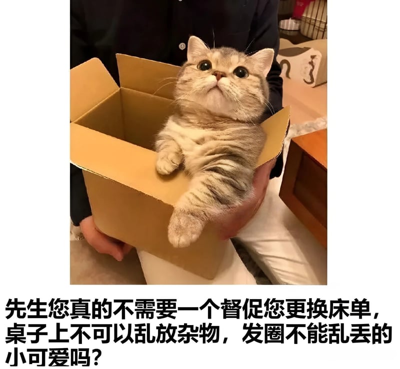 灰虎斑猫