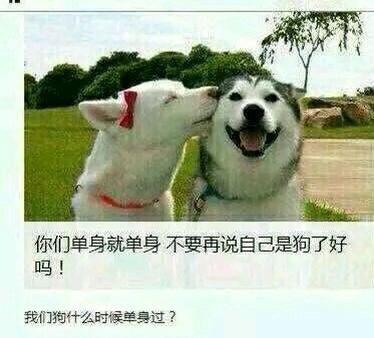 这是一张图文混排的搞笑梗图，上方是真实拍摄的宠物狗互动照片：一只戴着红色蝴蝶结和项圈的白色狗狗亲昵地亲吻另一只哈士奇，哈士奇咧嘴笑着，神态十分开心，画面充满恩爱氛围；下方配有两段调侃文字，第一段是“你们单身就单身 不要再说自己是狗了好吗！”，第二段是“我们狗什么时候单身过？”。图中用狗狗的恩爱状态对比人类单身的自嘲，以反讽的方式制造笑点，用来调侃单身群体，没有双关或谐音梗，核心是通过动物的甜蜜场景戳中单身人士的自嘲心理。