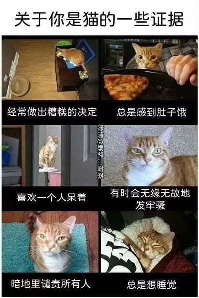 这是一张由六张橘猫图片和对应文字组成的多图拼接梗图，标题为“关于你是猫的一些证据”，通过将橘猫的行为状态与人类的日常习性绑定，进行拟人化调侃：
1. 趴在键盘上的橘猫对应“经常做出糟糕的决定”，调侃人偶尔会做出不靠谱的选择；
2. 盯着披萨的橘猫对应“总是感到肚子饿”，对应人经常想吃东西的日常；
3. 独自站在高处的橘猫对应“喜欢一个人呆着”，调侃人有独处的需求；
4. 表情不满的橘猫对应“有时会无缘无故地发牢骚”，对应人莫名烦躁吐槽的时刻；
5. 表情冷漠的橘猫对应“暗地里谴责所有人”，调侃人心里默默吐槽他人的状态；
6. 蜷缩睡觉的橘猫对应“总是想睡觉”，对应人经常犯困想休息的日常。
整体内容搞笑又贴切，容易引发网友的共鸣，用猫咪的可爱形象来表达人类的日常情绪，治愈又有趣。