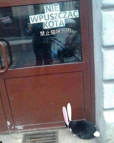 一扇木门上贴着"禁止猫咪入内"的告示，但一只戴着兔子耳朵的黑色兔子却悠闲地坐在门边。图片巧妙地利用了文字限制与实际情况的反差制造幽默效果 - 告示只禁止猫咪，所以兔子可以合法进入。