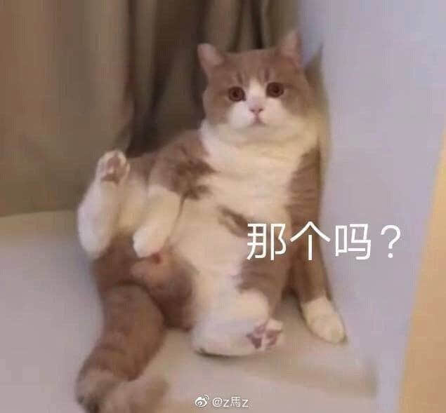 疑惑的胖猫咪表情包